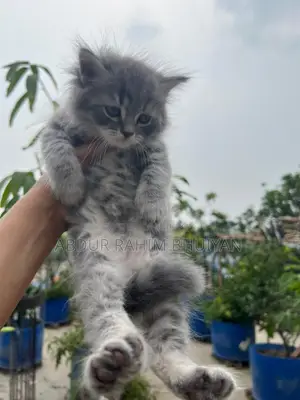 Persian Cat