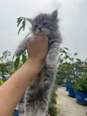 Persian Cat