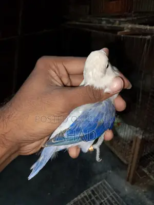 Lovebird