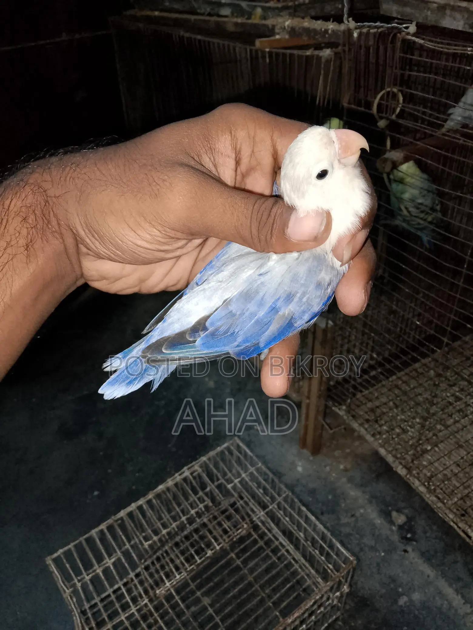 Lovebird
