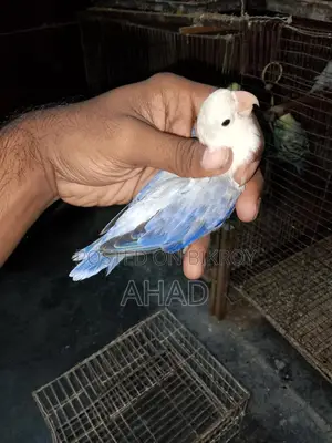 Lovebird