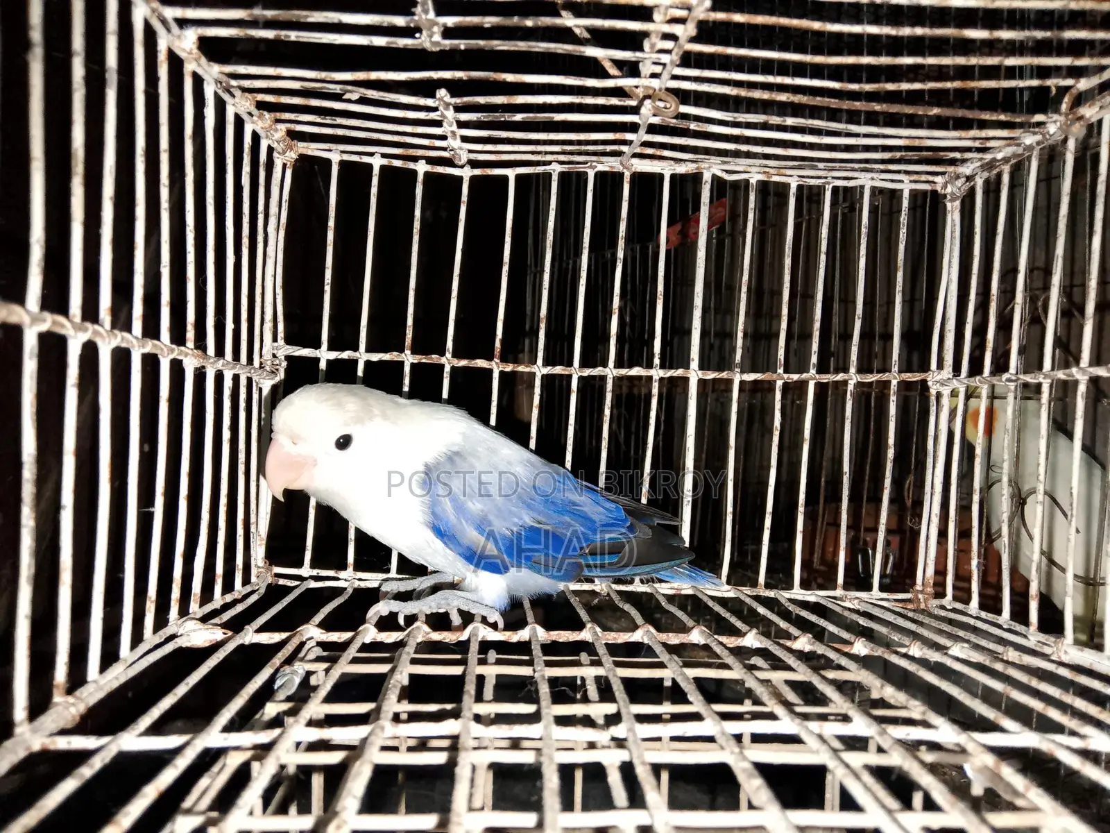 Lovebird