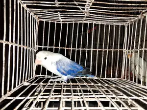 Lovebird