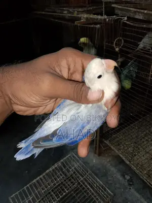 Lovebird
