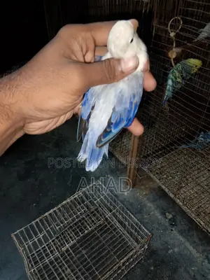 Lovebird