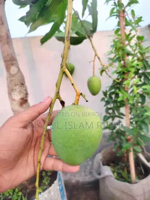 Bari 4 Mango Tree for Sale