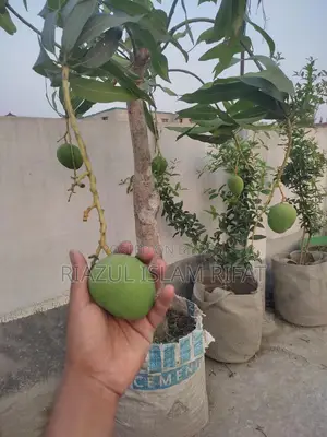 বারি ফোর আম গাছ সহ সেল হবে
