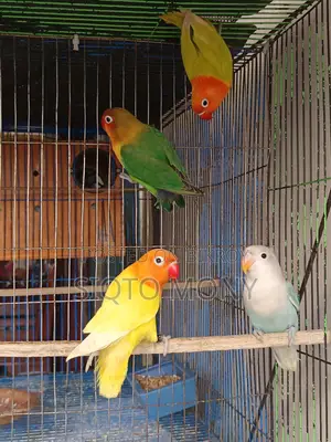 লাভ বার্ড বেবি