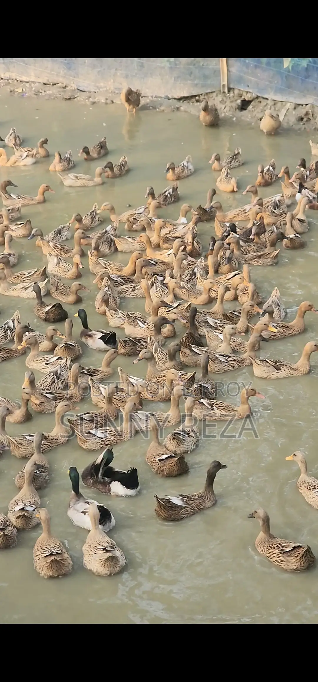 Original Charui Breed Ducks
