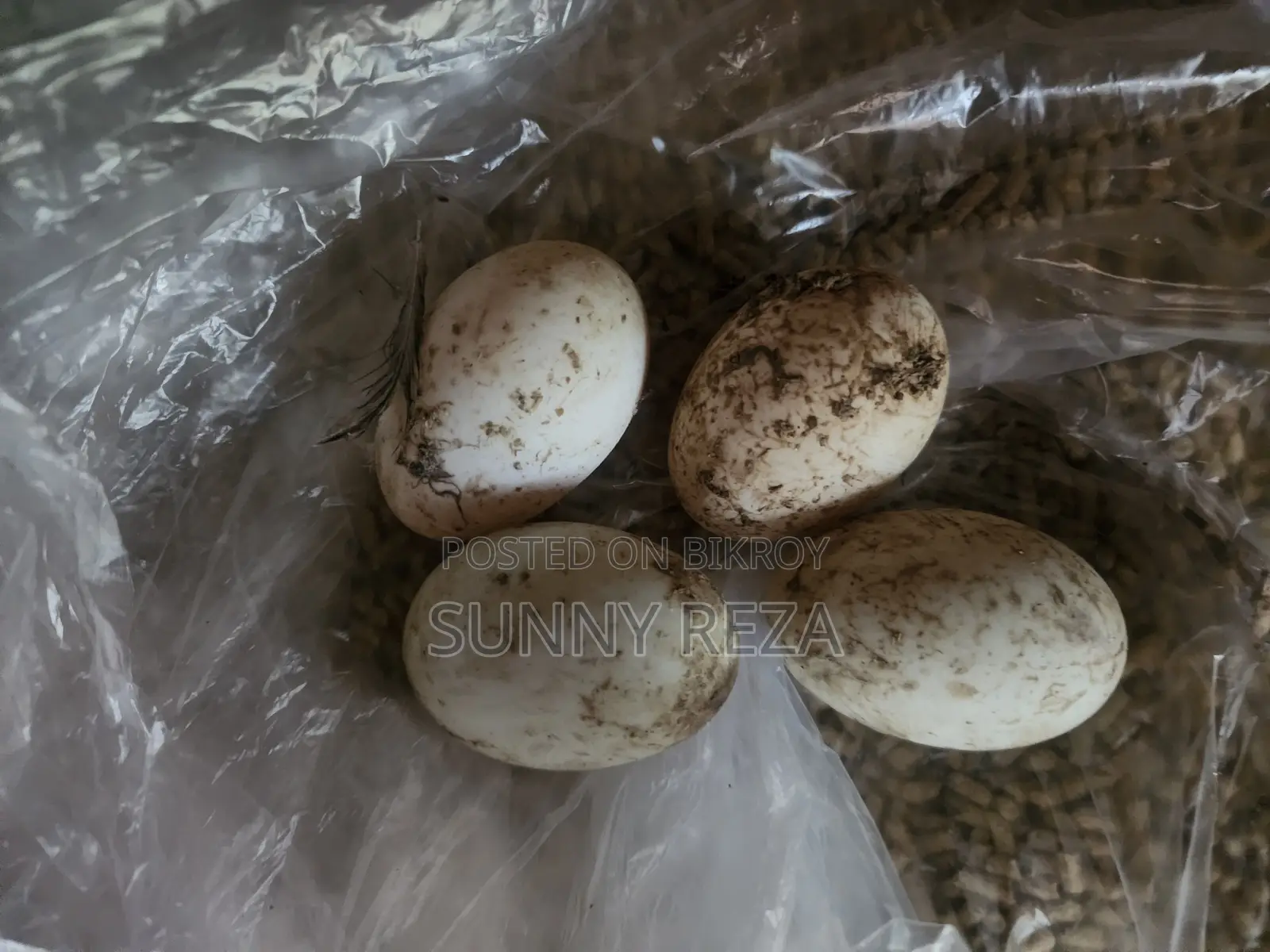 Original Charui Breed Ducks