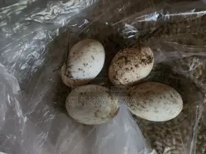 Original Charui Breed Ducks
