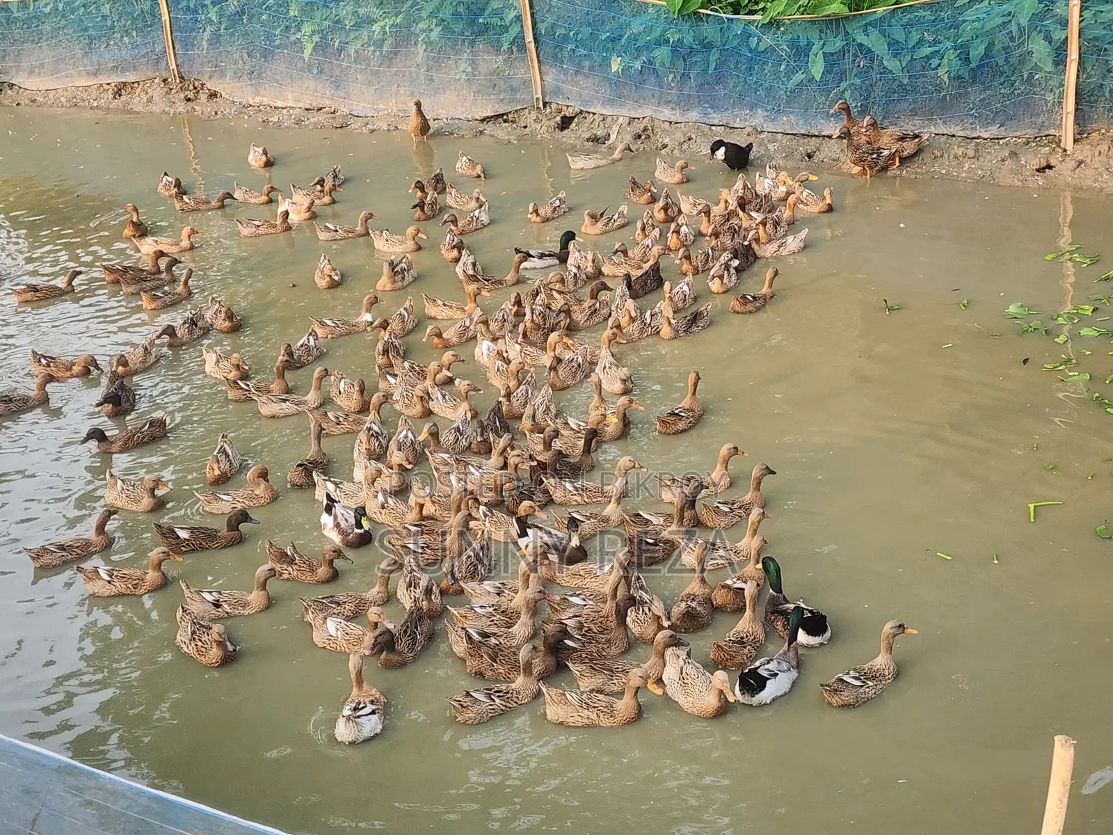 Original Charui Breed Ducks