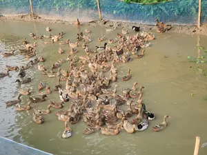 Original Charui Breed Ducks