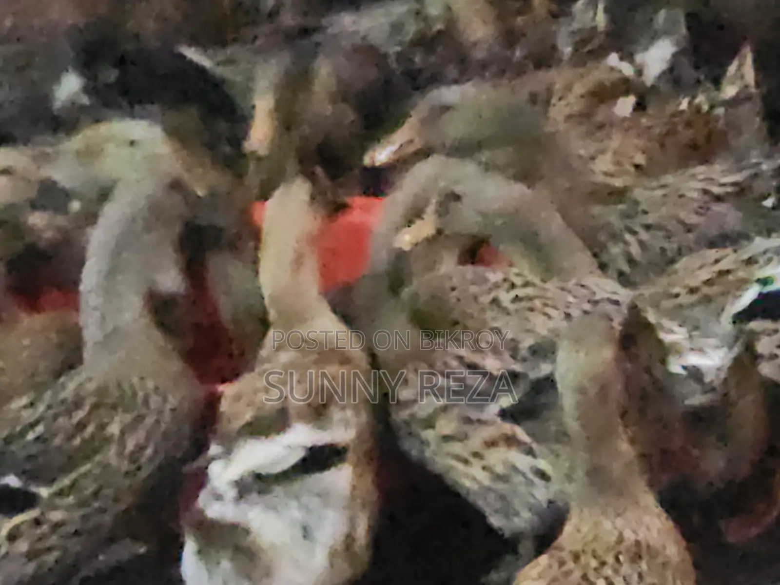 Original Charui Breed Ducks