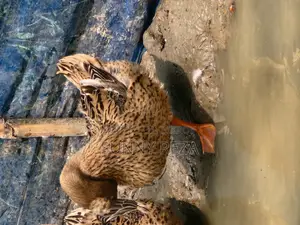 Original Charui Breed Ducks