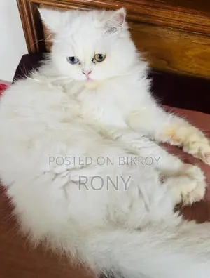 Traditional Persian Pregnant Cat
