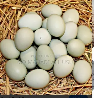 Authentic Cambrian Duck Hatching Eggs