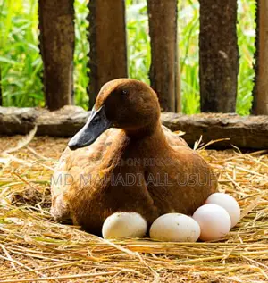 Authentic Cambrian Duck Hatching Eggs