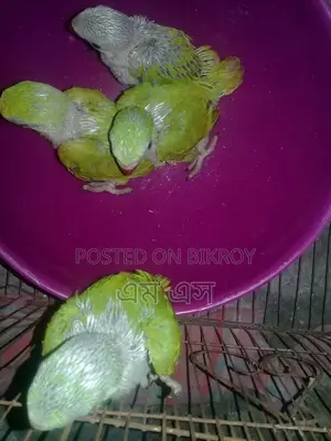 Ringneck Parakeet