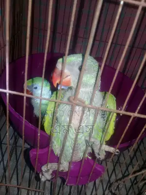 রিংনেট টিয়া