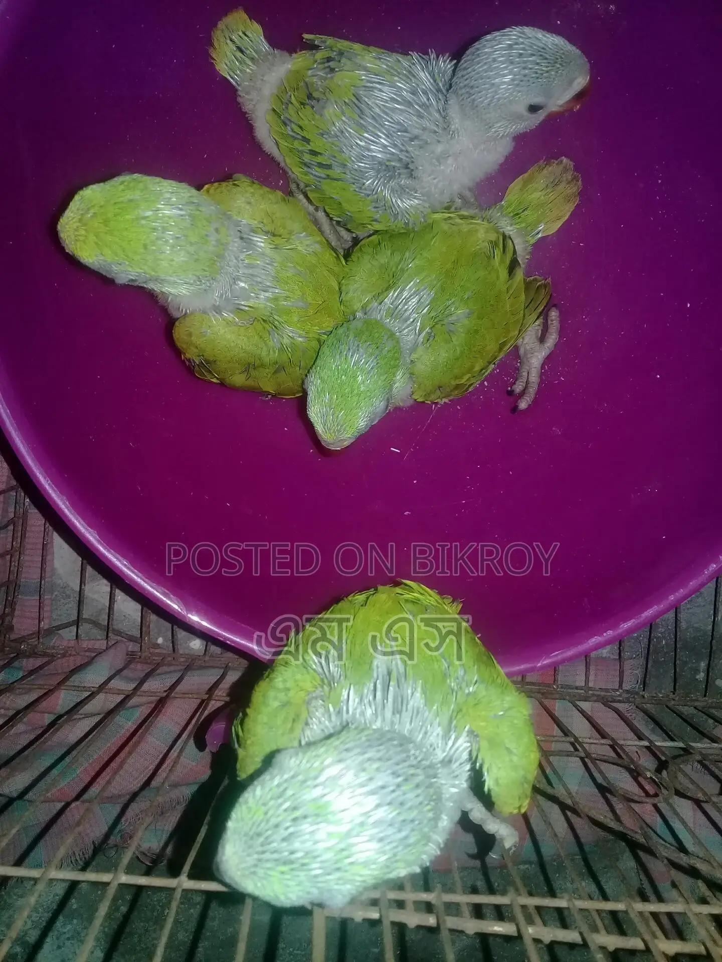 Ringneck Parakeet