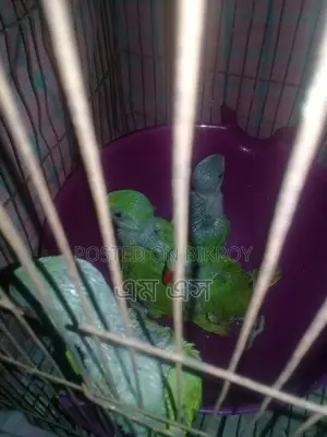 Ringneck Parakeet