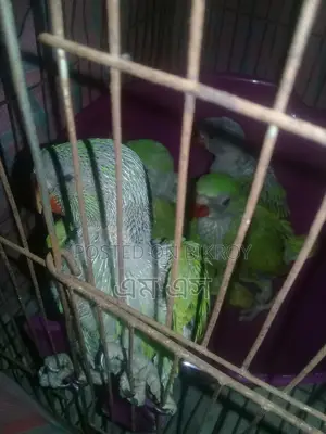 Ringneck Parakeet