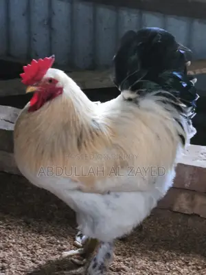 বিদেশি মোরগ মুরগি