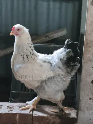 বিদেশি মোরগ মুরগি