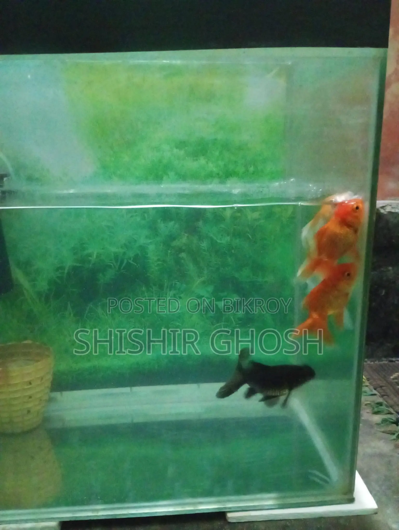 Aquarium Fish