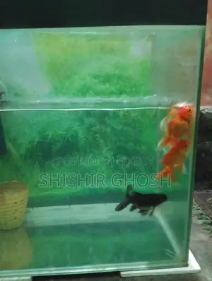 Aquarium Fish