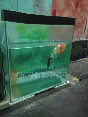 Aquarium Fish