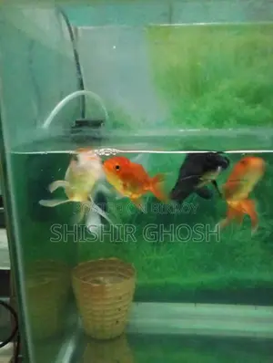 Aquarium Fish