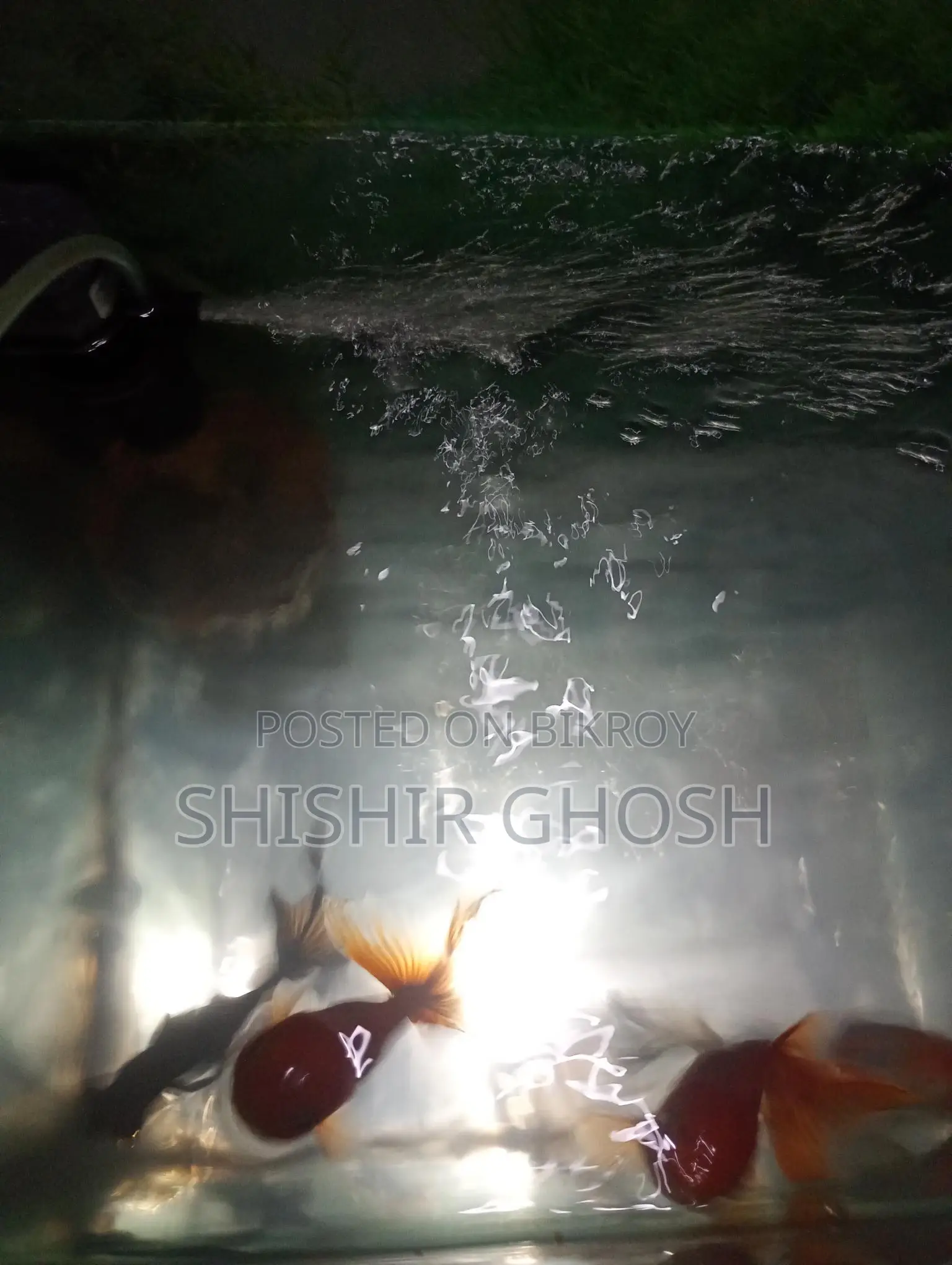 Aquarium Fish