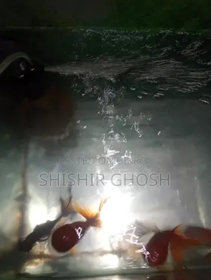 Aquarium Fish