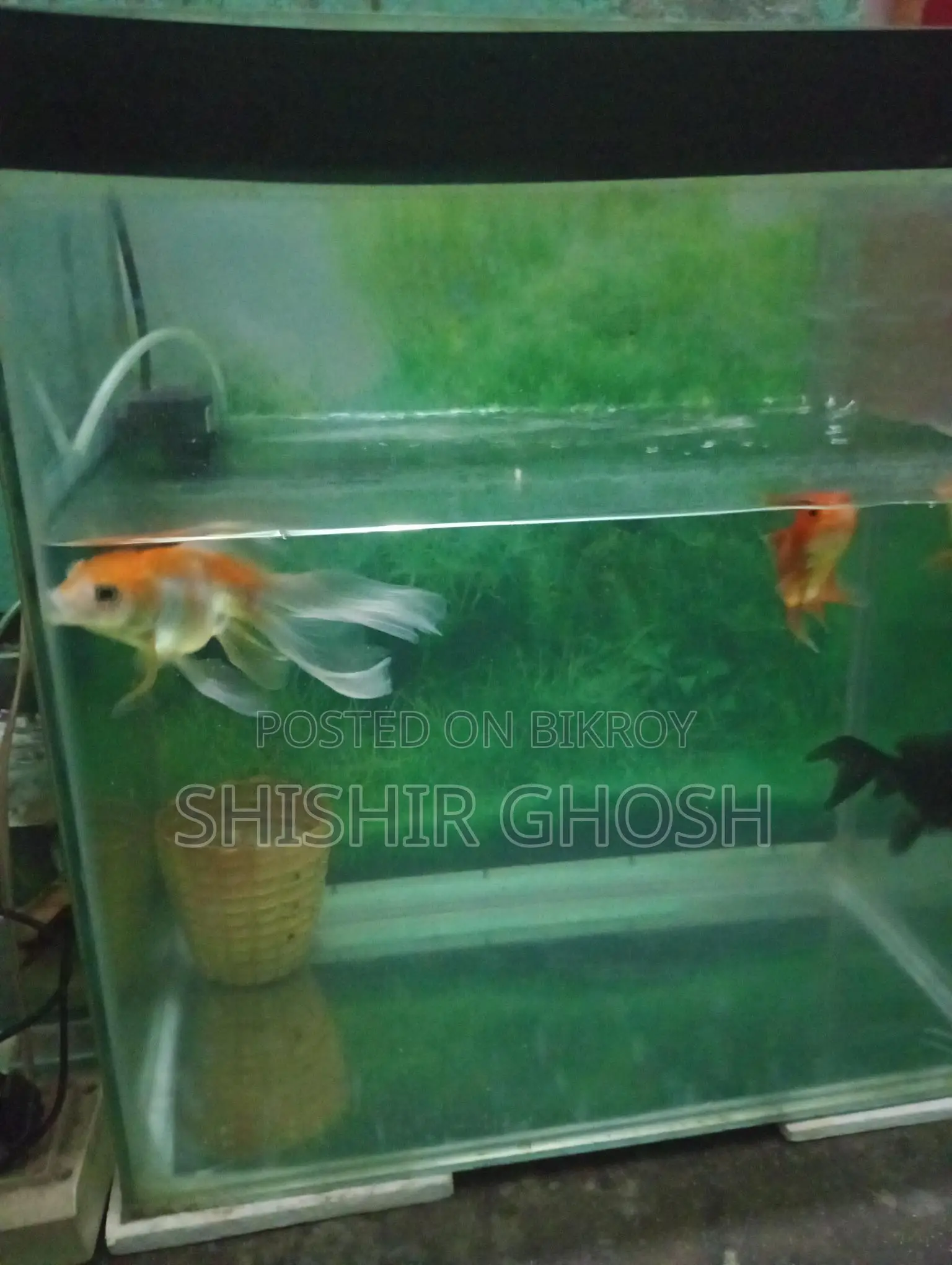 Aquarium Fish