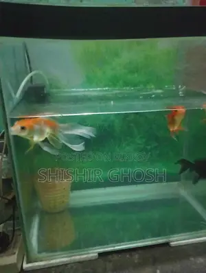 Aquarium Fish