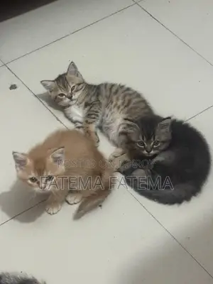 American Tabby Dark Ash Pure Breed