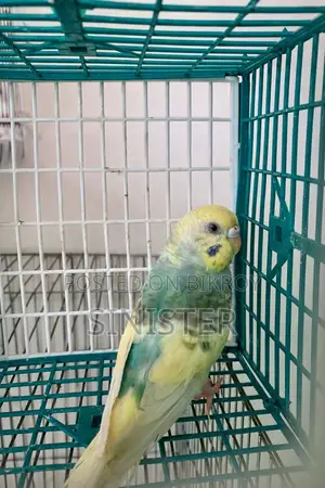 Dom Pied Female