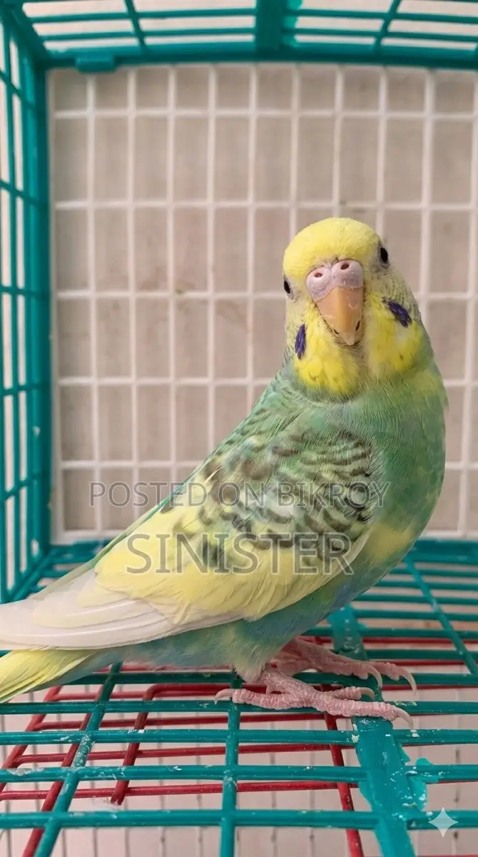 Dom Pied Female