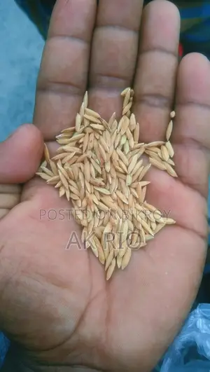 Pure 28 Variety Rice for Sale