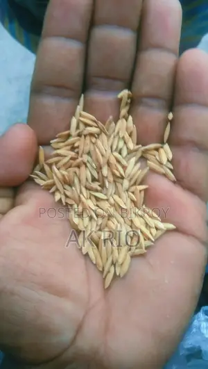 Pure 28 Variety Rice for Sale