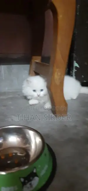 Blue Eyes Male Kitten