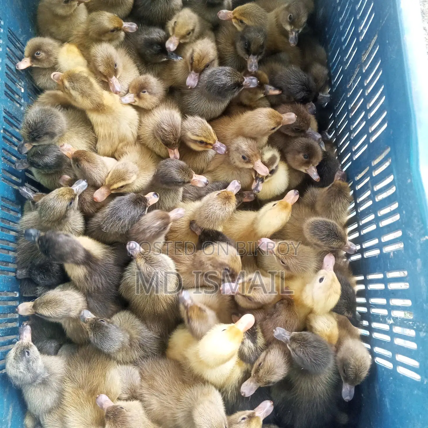 হাঁসের বাচ্চা