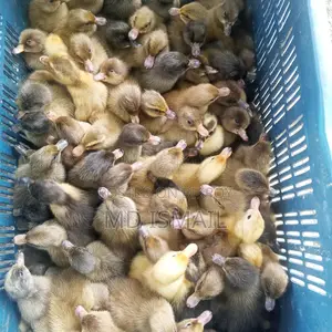Ducklings