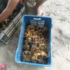 হাঁসের বাচ্চা