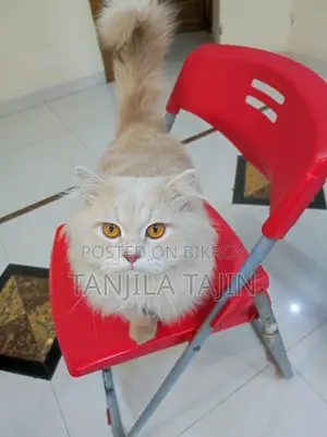 Traditional Persian Cat