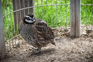 Northern Bobwhite Quail