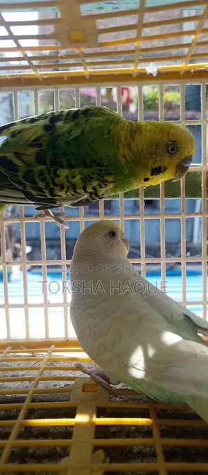 Budgie Full Set