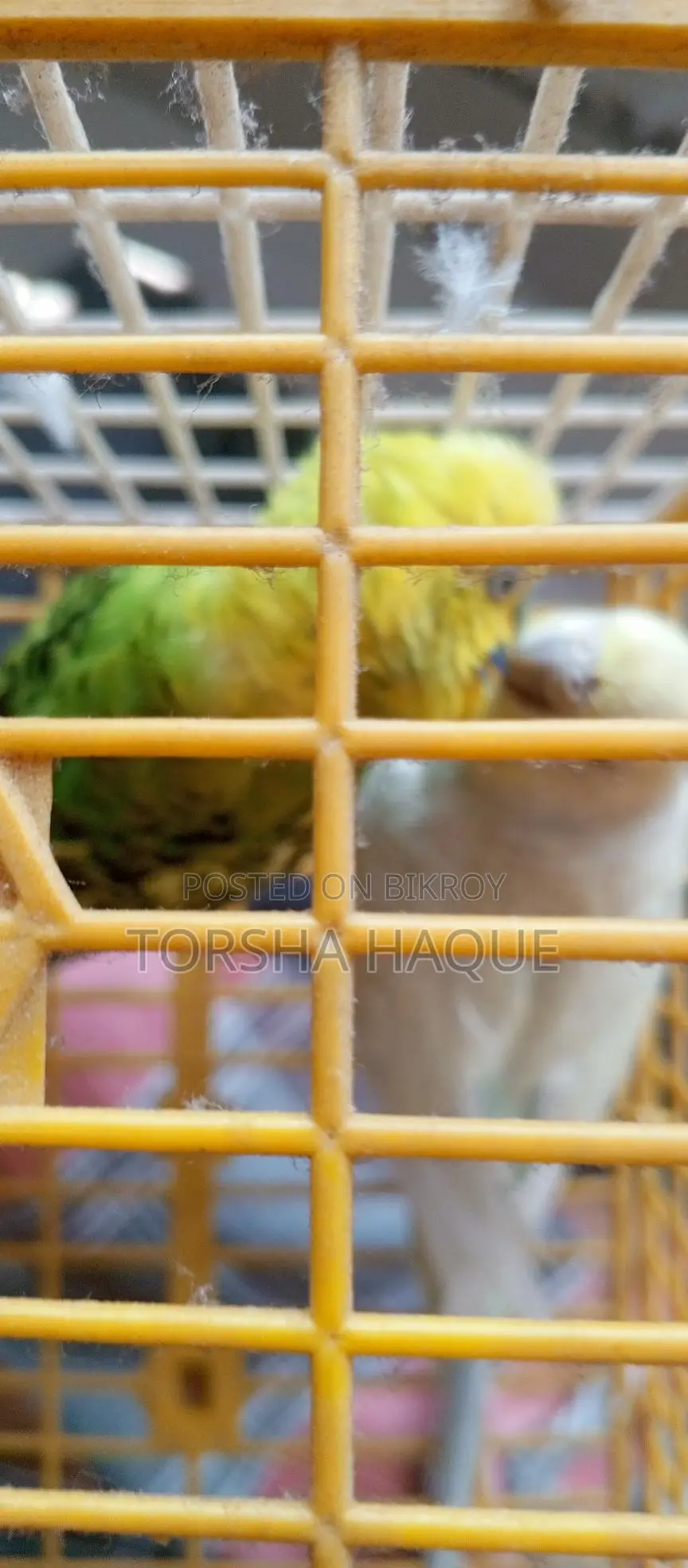 Budgie Full Set